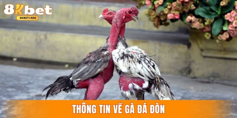 Thông tin về hình thức đá gà đòn cực hot tại 8kbet